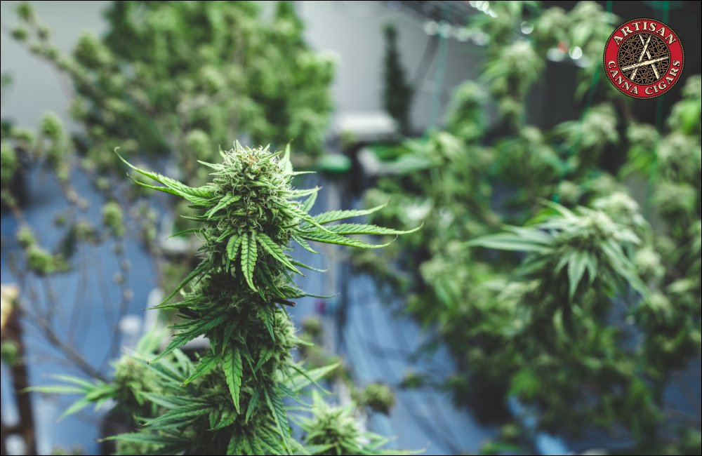 Ghost Train Haze weed strain 5 Ghost Train Haze in Bloom