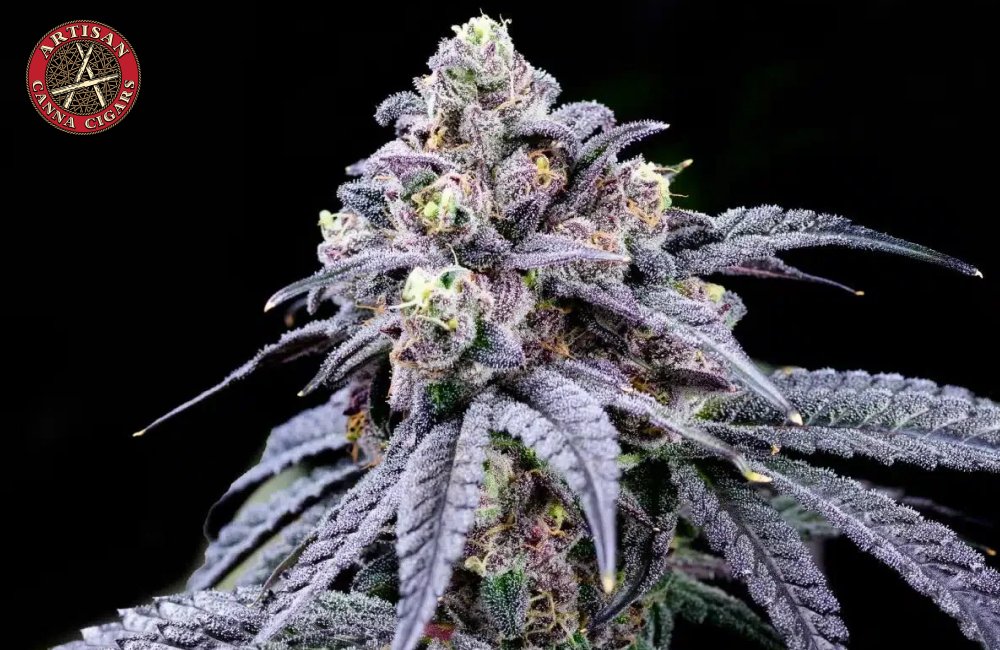 Apples and Bananas weed strain 3 Apples and Bananas weed strain