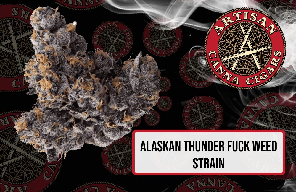 Alaskan Thunder Fuck weed strain