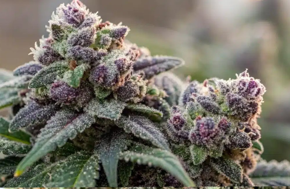 Biscotti weed strain 31 Biscotti weed strain in los angeles 1