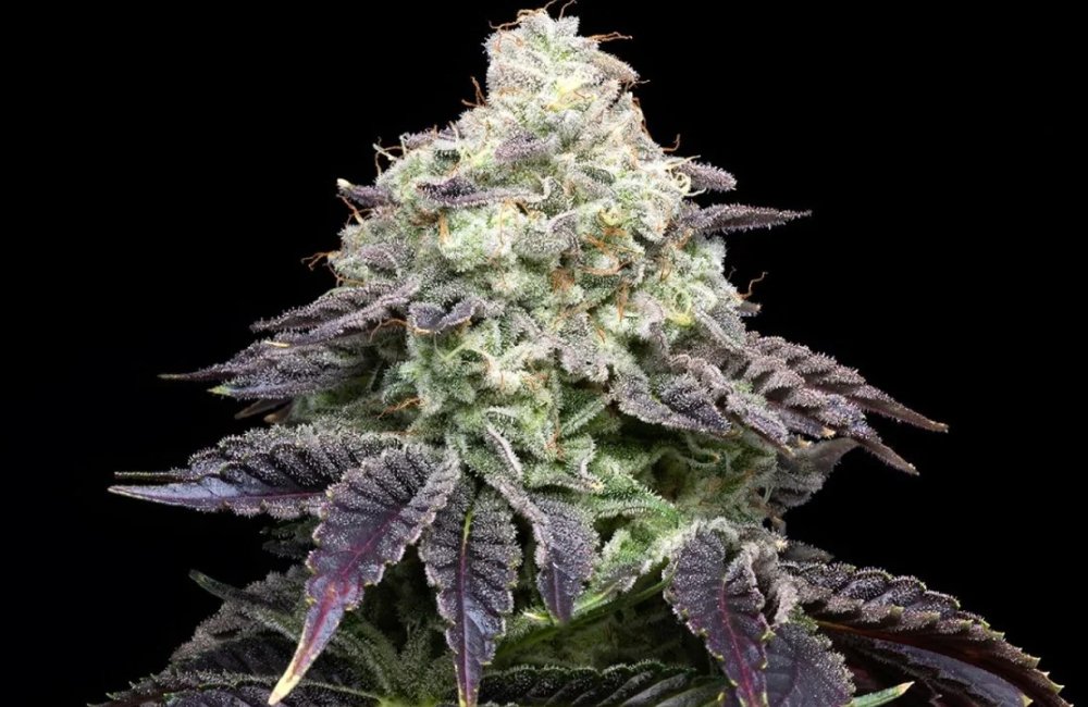 Biscotti weed strain 30 Biscotti weed