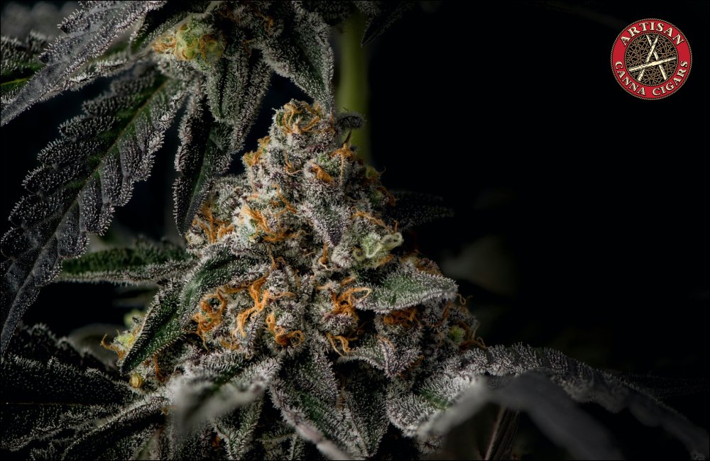 White Truffle weed strain 4 White Truffle weed strain