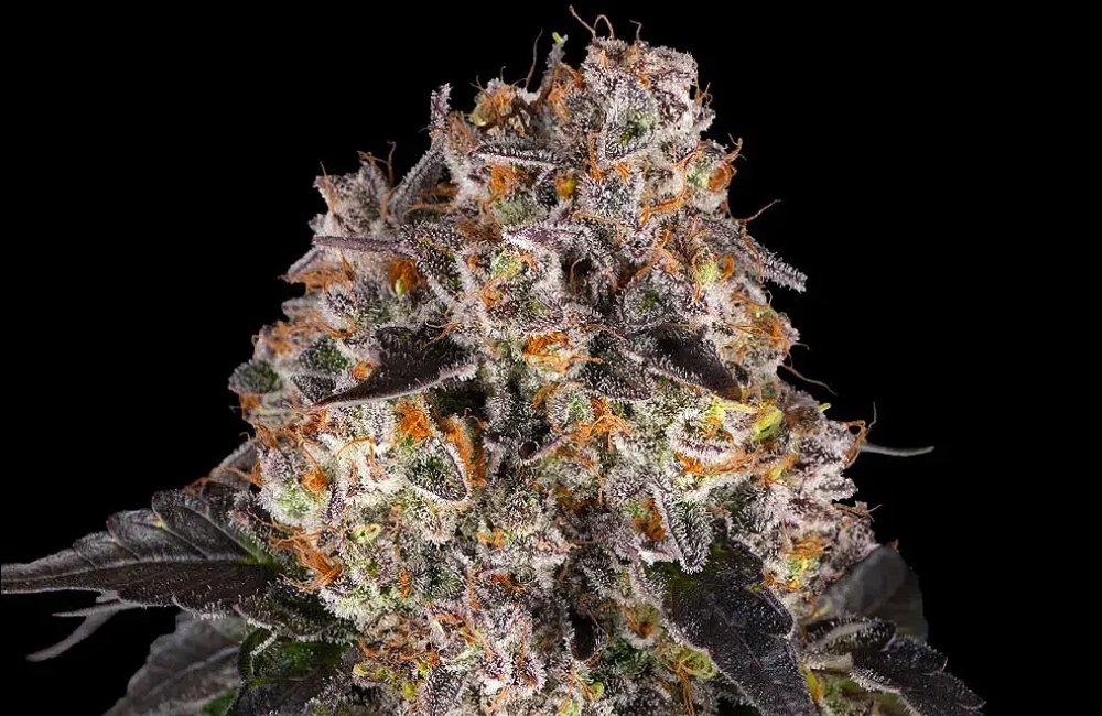 Girl Scout Cookies weed strain 30 Girl Scout Cookies strain