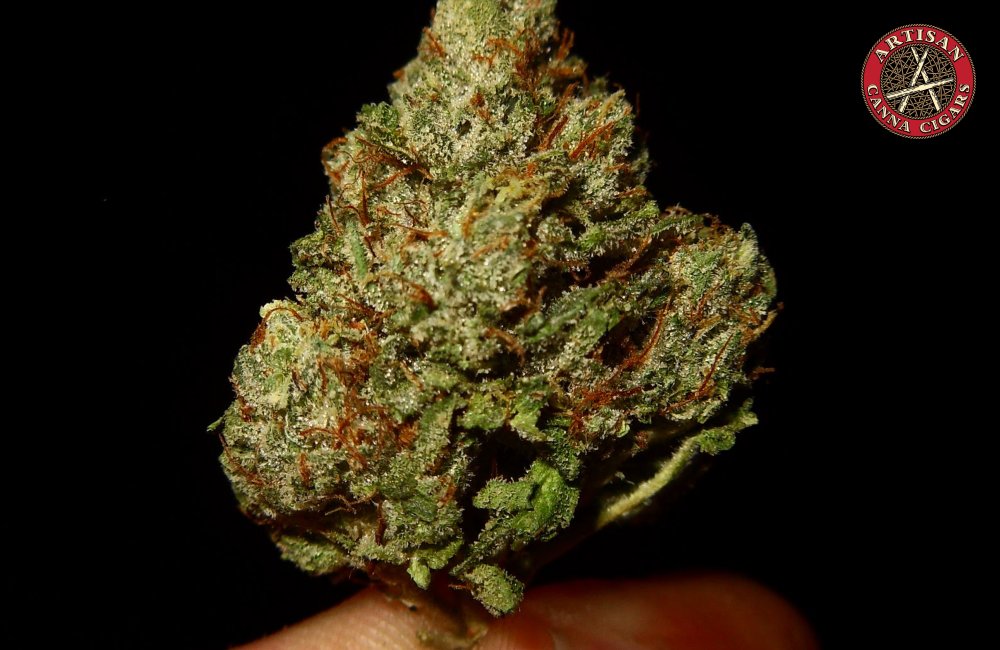 Handheld Sativa Cannabis Bud
