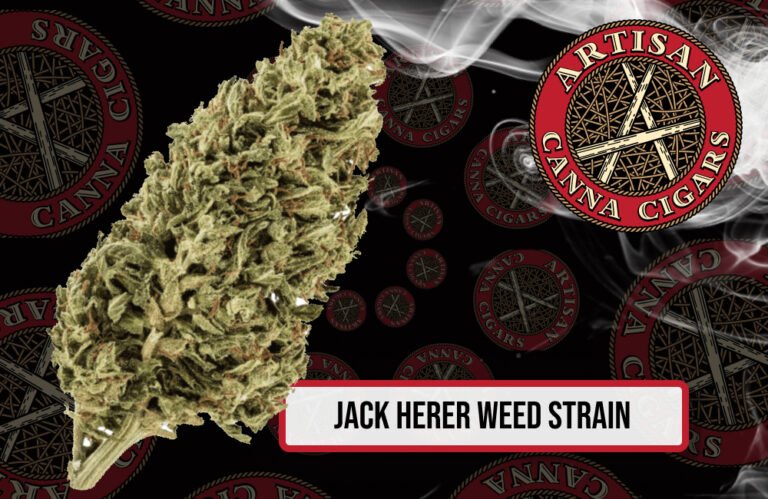 Jack Herer weed strain