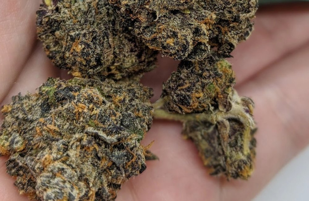 Jealousy Weed Strain 30 Jealousy Weed Strain in los angeles