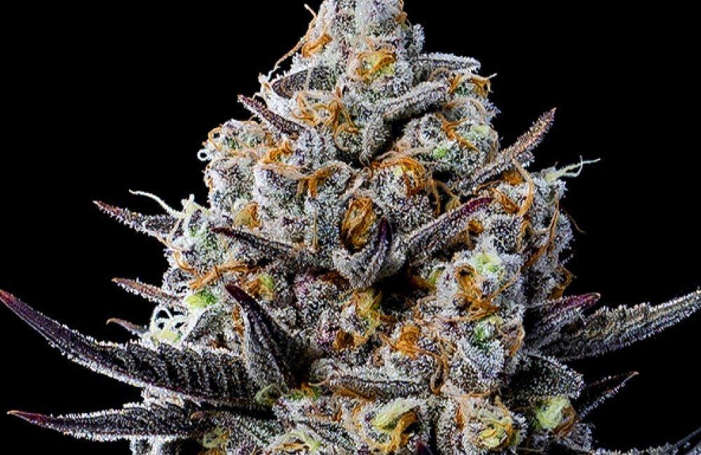 Jealousy Weed Strain 32 Jealousy cannabis strain