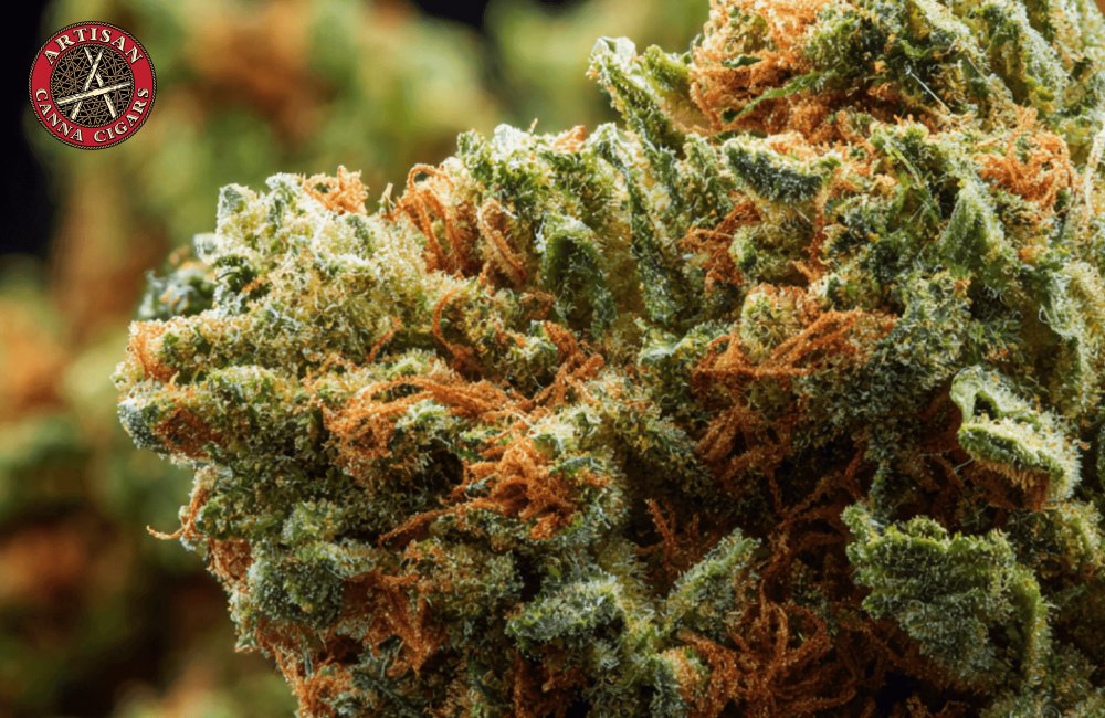 Alaskan Thunder Fuck weed strain