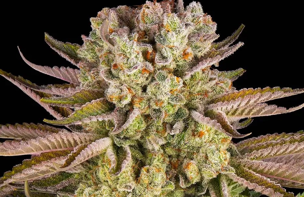 Pineapple Express weed