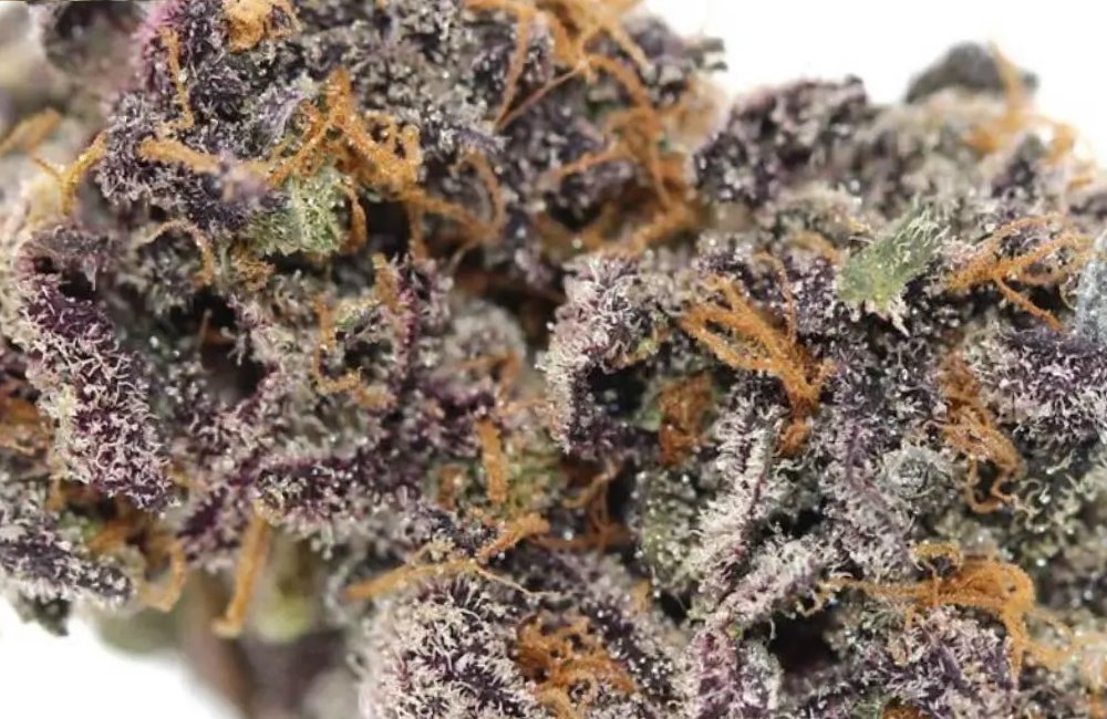 Sherbert weed strain 18 Sherbet weed strain in los angeles