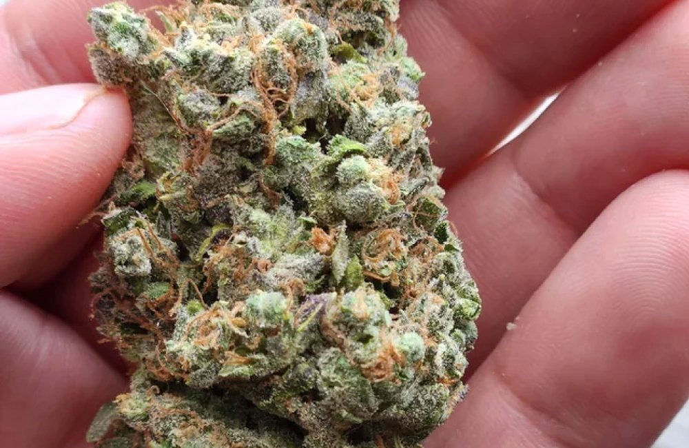 Sour Diesel weed strain in Los Angeles 19 Sour Diesel weed strain artisan