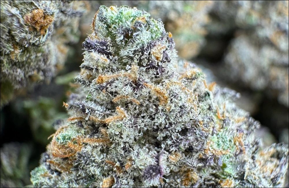 Sour Diesel weed strain in Los Angeles 3 Sour Diesel