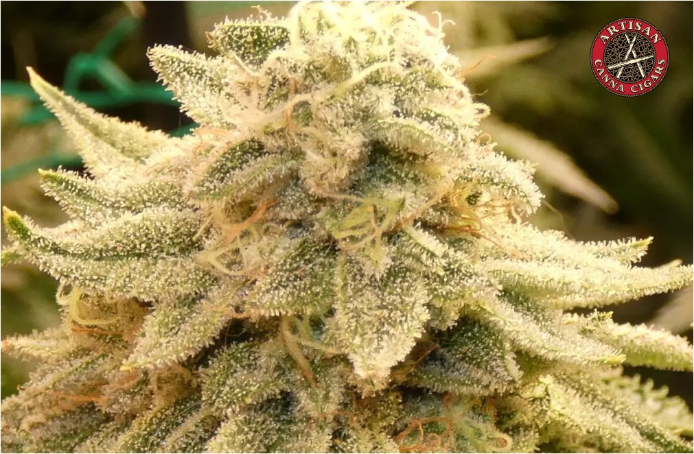 The Original Z weed strain 2 The Original Z