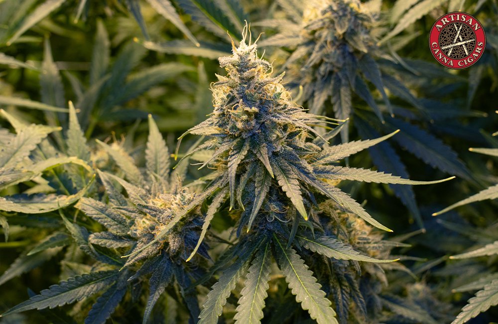 weed strain Jack Herer