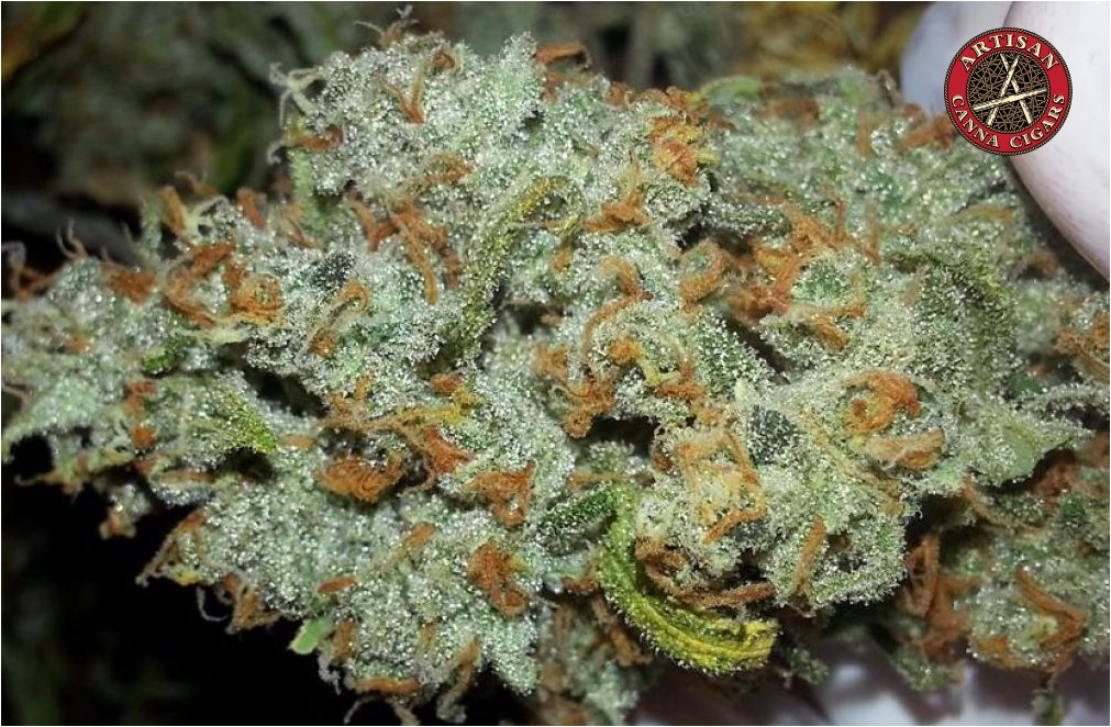 Super Lemon Haze  weed strain