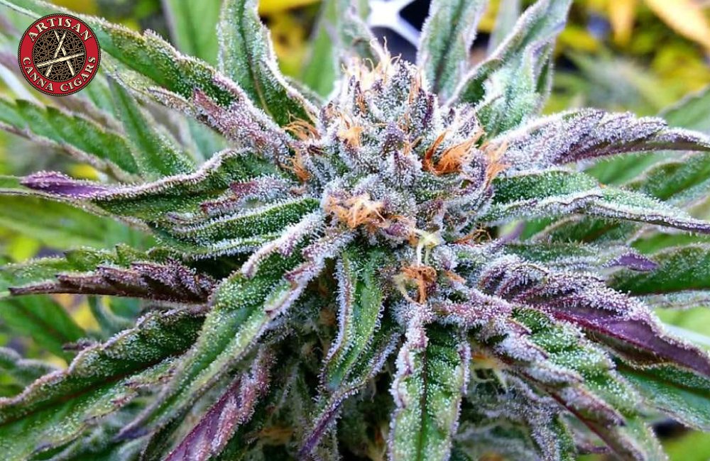 Blueberry Muffin weed strain in Los Angeles 33 Blueberry Muffin weed strain