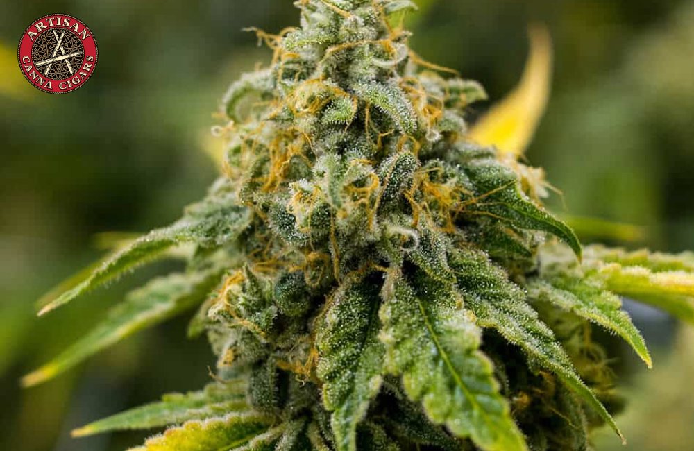 Super Lemon Haze  weed strain