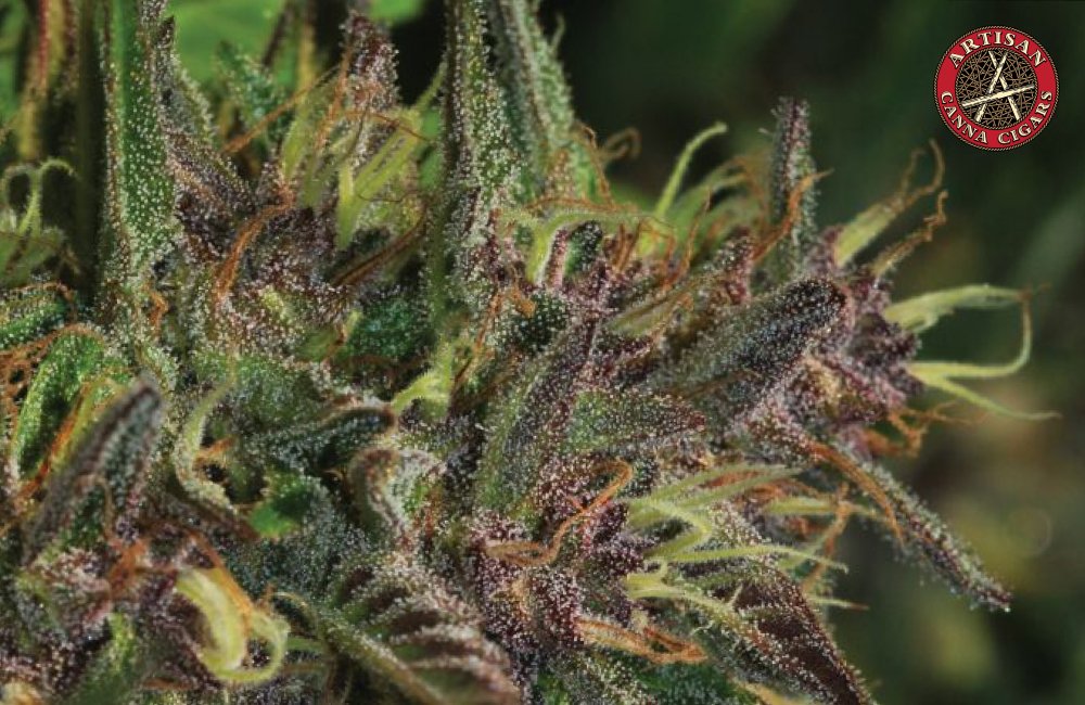 Blueberry Muffin weed strain in Los Angeles 2 Blueberry Muffin weed strain