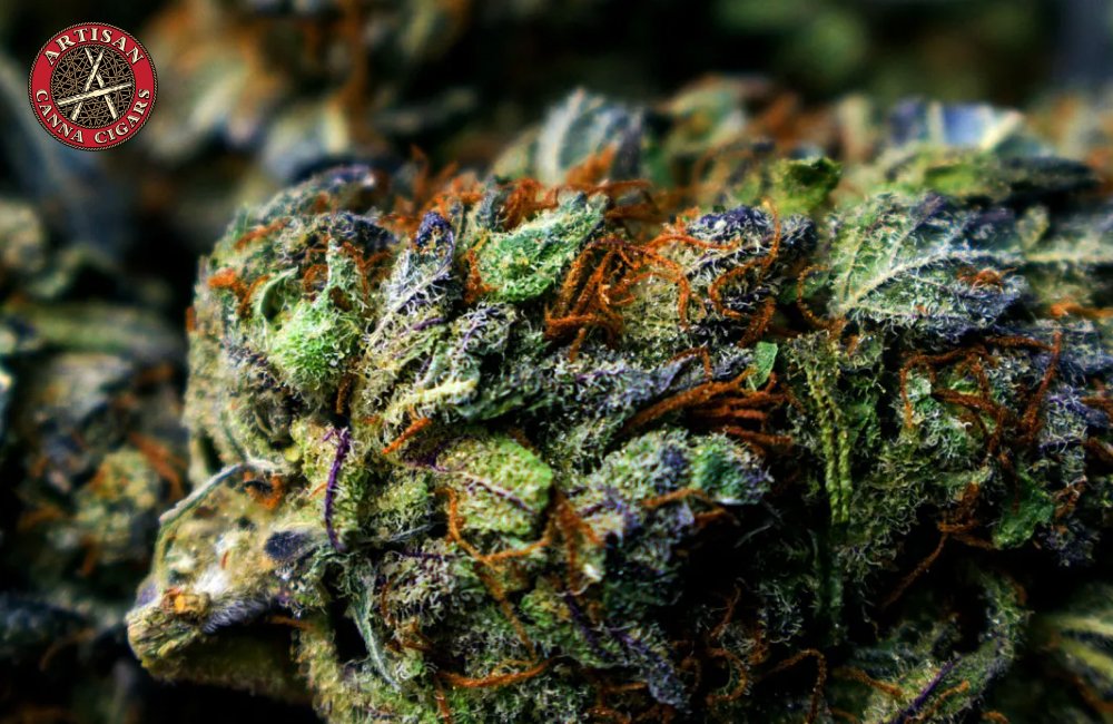 Close-up of Colorful Buds