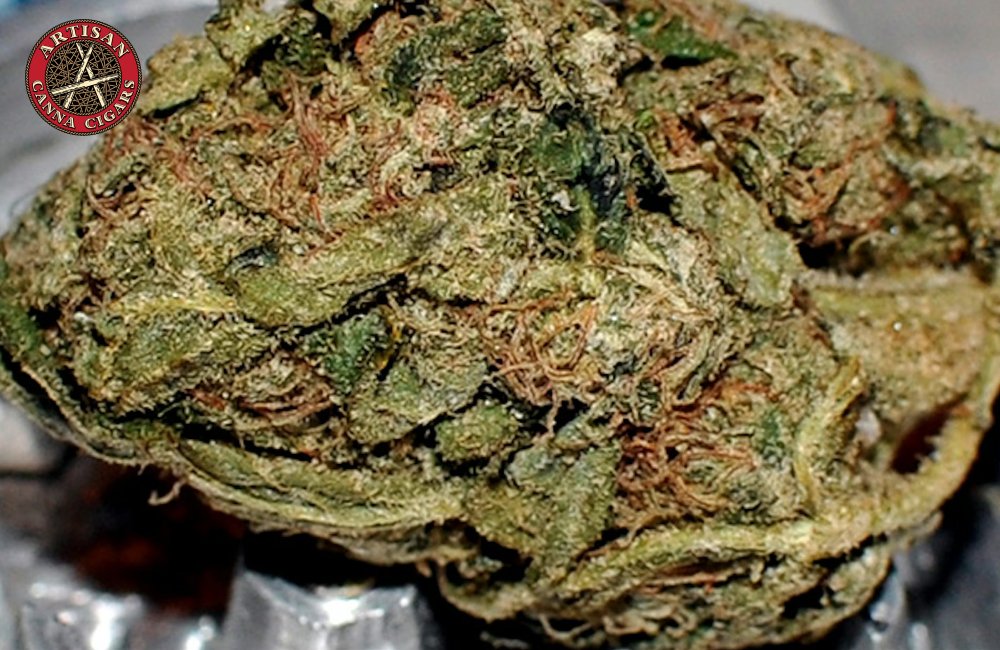 Close-up of Compact Bud