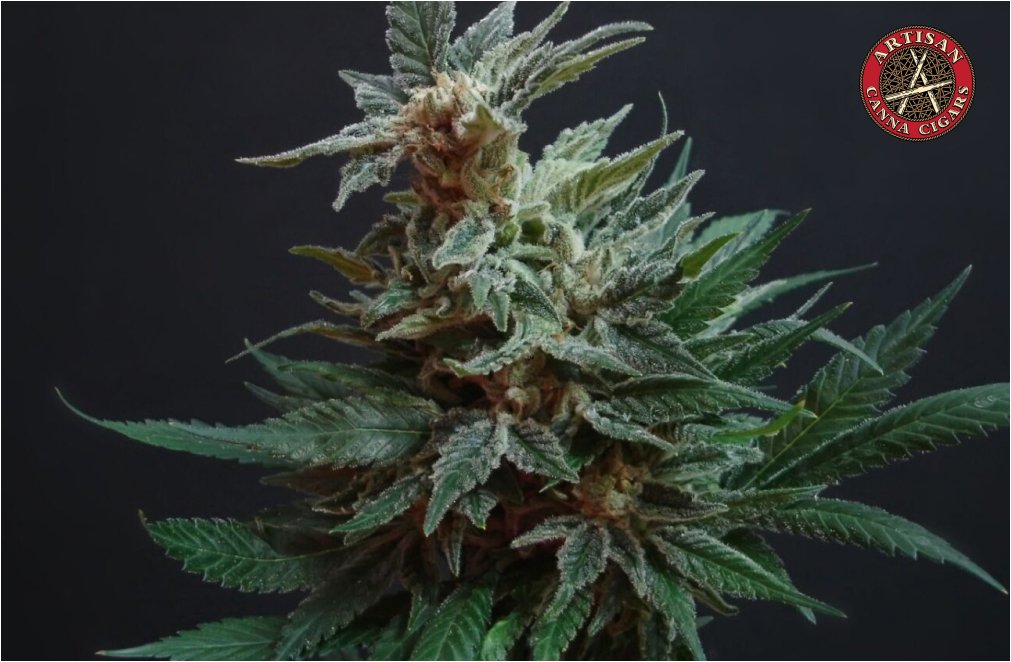 Super Boof weed strain 3 Flowering Cannabis Plant