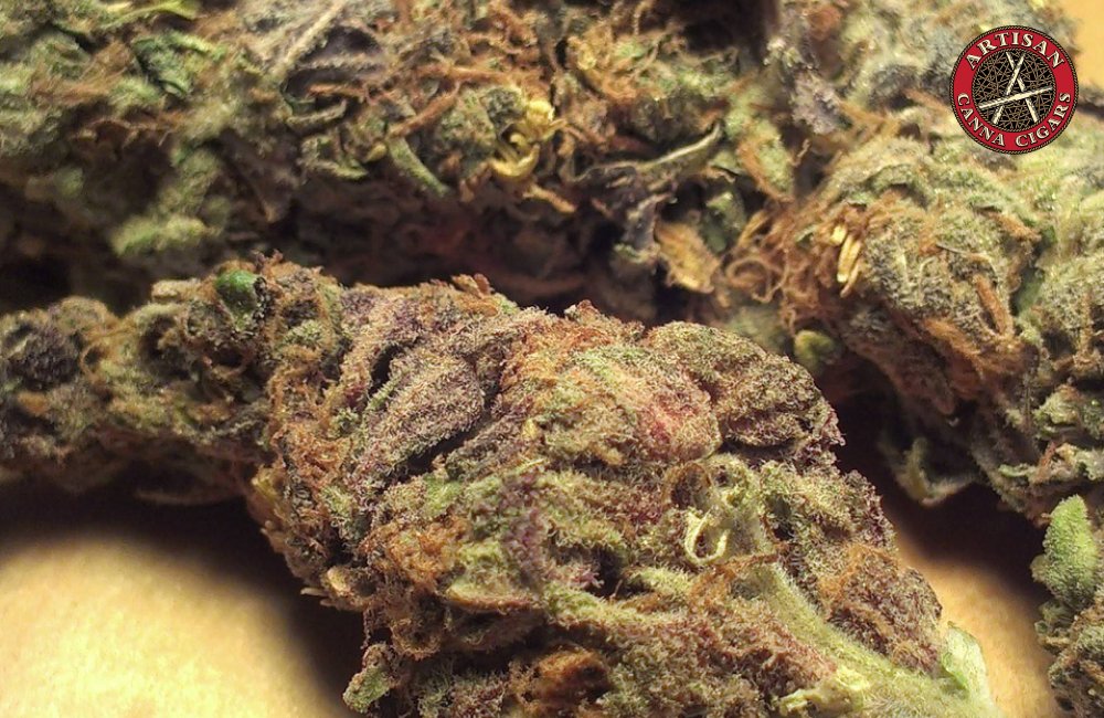 Super Boof weed strain 33 Purple Phenotype Bud Texture