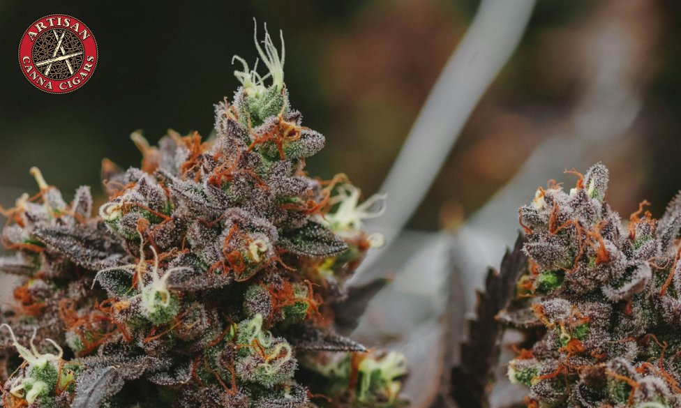 Macro shot of Cherry Poppers cannabis plant showing orange pistils and white trichomes