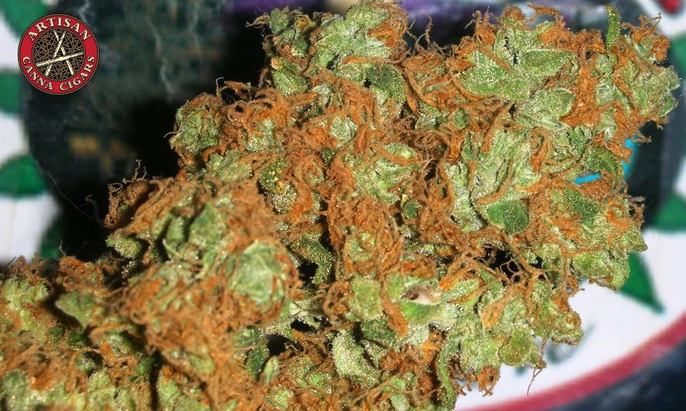 Horchata weed strain