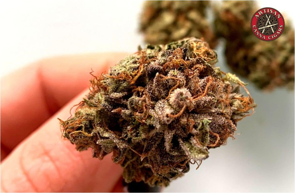 Close-up of a purple and green cannabis bud held by fingers